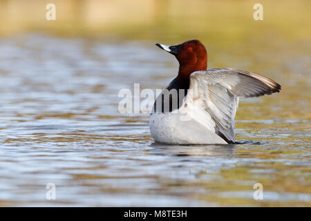 Tafeleend poetsend in Wasser; Gemeinsame Pochard putzen in Wasser Stockfoto