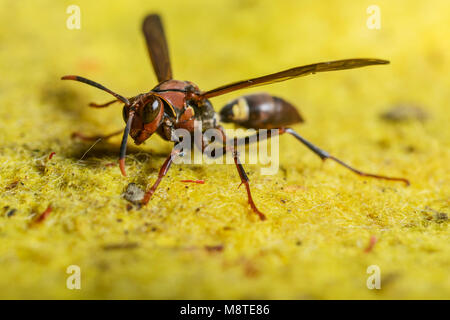 Makro Bild einer Orange Wespe auf gelbem Stoff Stockfoto