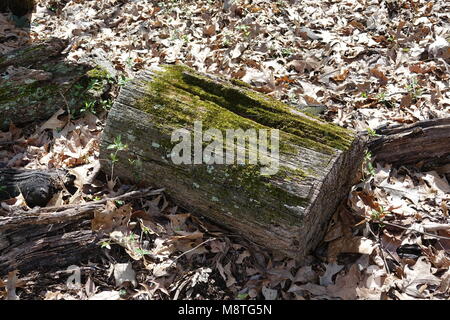 Ein Baum log hat auf dem Boden für viele Jahre und ist jetzt Anfang zu Fäulnis und Zerfall. Stockfoto