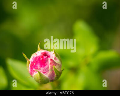 Hell rosa Rose Glühlampe blühen in den Brooklyn Botanical Garden Stockfoto