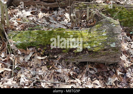 Ein Baum log hat auf dem Boden für viele Jahre und ist jetzt Anfang zu Fäulnis und Zerfall. Stockfoto