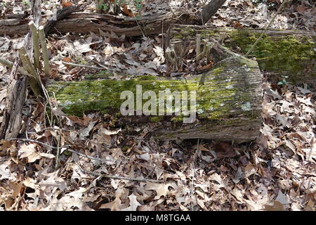 Ein Baum log hat auf dem Boden für viele Jahre und ist jetzt Anfang zu Fäulnis und Zerfall. Stockfoto