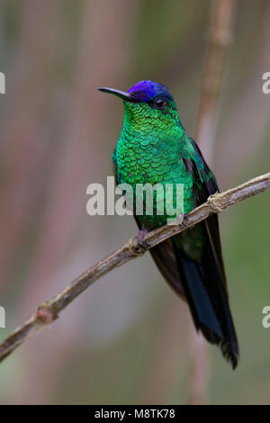 Violetkapbosnimf, Violett, schneebedeckten Woodnymph Stockfoto