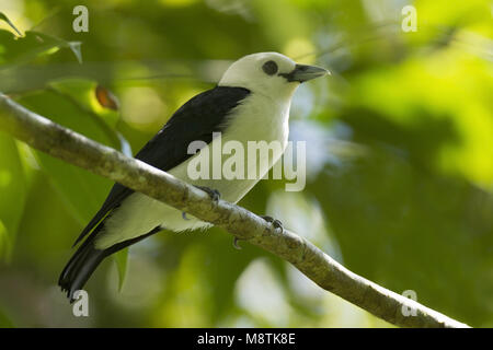 Witkopvanga, White-headed Vanga Stockfoto