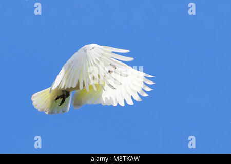 Kleine Geelkuifkaketoe, Gelb-Crested Cockatoo, Cacatua sulfurea Stockfoto