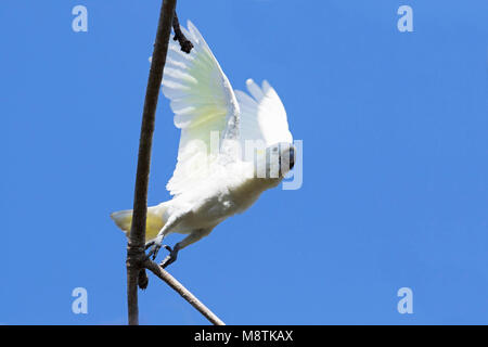 Kleine Geelkuifkaketoe, Gelb-Crested Cockatoo, Cacatua sulfurea Stockfoto