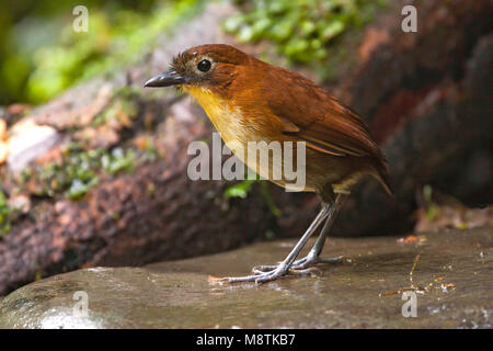 Geelborstmierpitta op de Grond; Gelb-breasted Antpitta auf dem Boden Stockfoto