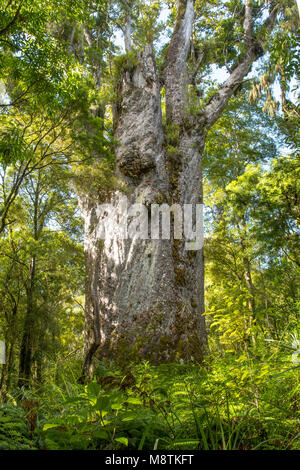 Te Matua Ngahere Kauri, Waipoua Forest, North Island, Neuseeland Stockfoto