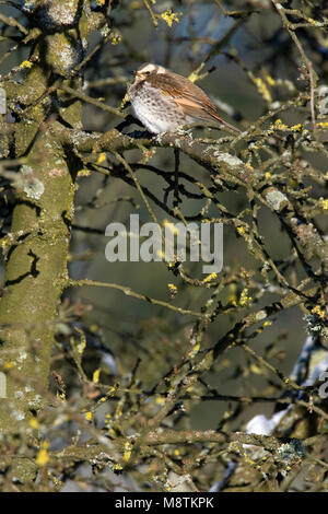 Bruine Lijster staand Beeld des Afrikaans; Dusky Thrush stehende Bild Stockfoto