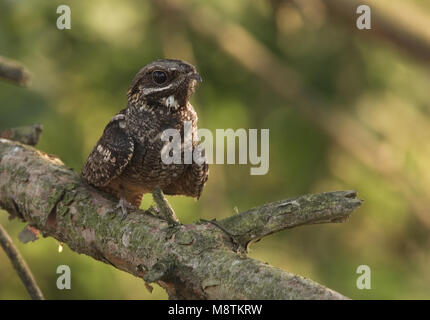 Nachtzwaluw ziitend op Tak; Europäische Nightjar auf Ast sitzend Stockfoto