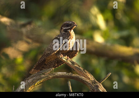 Nachtzwaluw zittend op Tak; Europäische Nightjar auf Ast sitzend Stockfoto