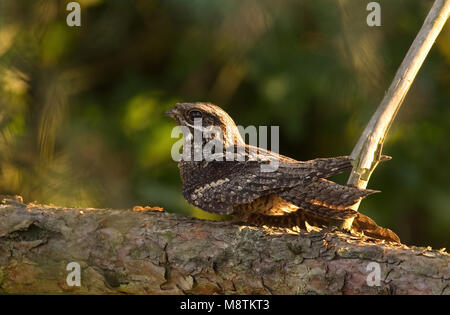 Nachtzwaluw zittend op Tak; Europäische Nightjar auf Ast sitzend Stockfoto