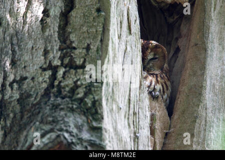 Bosuil verscholen in Boom; Waldkauz im Baum versteckt Stockfoto