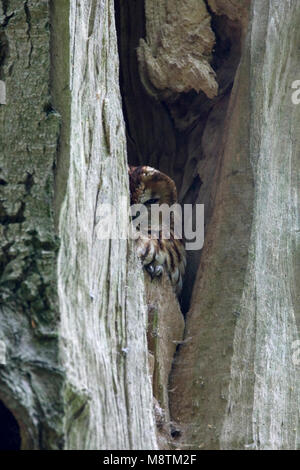 Bosuil verscholen in Boom staand Beeld des Afrikaans; Waldkauz im Baum stehend Bild ausgeblendet Stockfoto