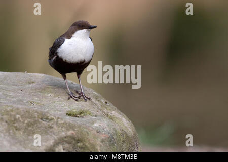 Wasseramsel stehen auf Rock, Waterspreeuw staand op Rots Stockfoto