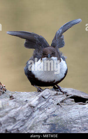 Wasseramsel erwachsenen seine Flügel Stretching, Waterspreeuw nach zijn Vleugels strekkend Stockfoto