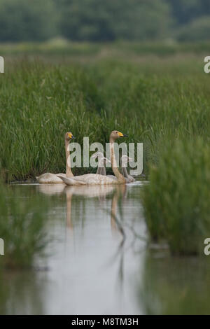 Singschwan ein Paar mit Jungen Schwimmen; Wilde zwaan een Paar met Jongen zwemmend Stockfoto