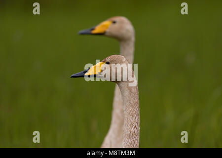 Singschwan nach paar Close-up; Wilde zwaan nach paar close-up Stockfoto