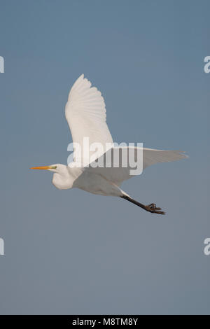 Grote zilverreiger vliegend staan Beeld des Afrikaans; Silberreiher fliegen aufrecht Bild Stockfoto