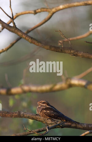 Nachtzwaluw; Nightjar Caprimulgus europaeus; Europäische; Ziegenmelker; Engoulevent d'Europa; zeldzame broedvogel; trekvogel; Rode Lijst; Afrika; nachtvl Stockfoto