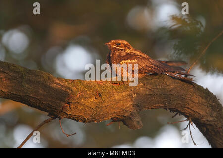 Nachtzwaluw; Nightjar Caprimulgus europaeus; Europäische; Ziegenmelker; Engoulevent d'Europa; zeldzame broedvogel; trekvogel; Rode Lijst; Afrika; nachtvl Stockfoto