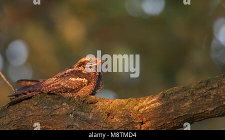 Nachtzwaluw; Nightjar Caprimulgus europaeus; Europäische; Ziegenmelker; Engoulevent d'Europa; zeldzame broedvogel; trekvogel; Rode Lijst; Afrika; nachtvl Stockfoto