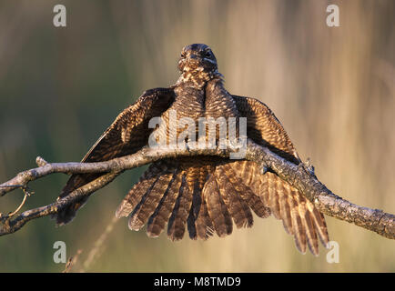 Nachtzwaluw; Nightjar Caprimulgus europaeus; Europäische; Ziegenmelker; Engoulevent d'Europa; zeldzame broedvogel; trekvogel; Rode Lijst; Afrika; nachtvl Stockfoto