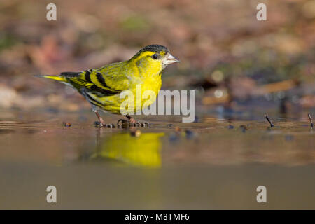 Drinkend sijs Mann in Bos; Eurasian Siskin Männer trinken im Wald Stockfoto