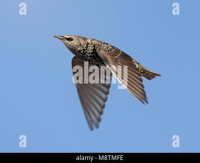 Spreeuw winterkleed Vliegend; Common Starling winterplumage Fliegen Stockfoto