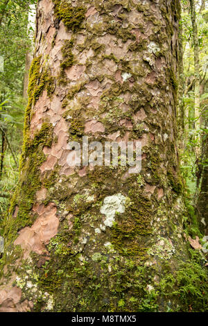 Moosigen Stamm des Alten Kauri in Trounson Kauri Park, North Island, Neuseeland Stockfoto