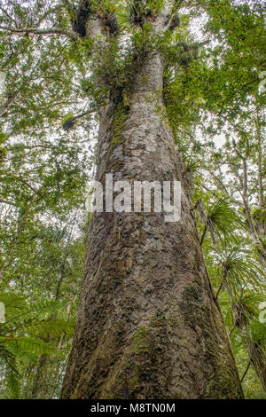 Old Kauri in Trounson Kauri Park, North Island, Neuseeland Stockfoto