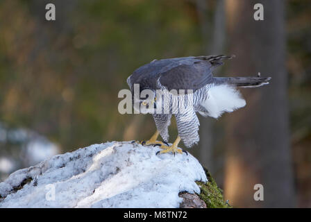 Havik, Northern Goshawk, Accipiter gentilis Stockfoto