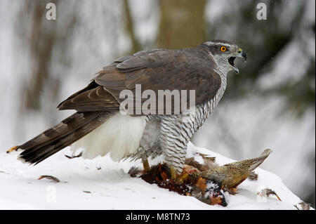 Havik met prooi; Northern Goshawk mit Beute Stockfoto