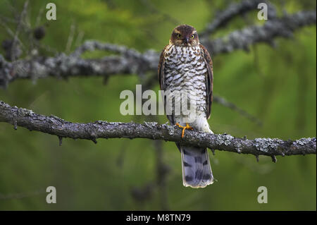 Sperwer, Eurasian Sparrowhawk, Accipiter nisus Stockfoto