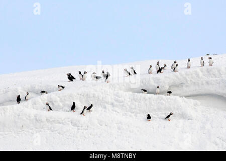 In sneeuw Papegaaiduikers staand Atlantic Papageientaucher thront im Schnee Stockfoto