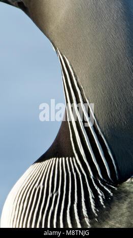 Parelduiker, Black-throated Loon, Gavia arctica Stockfoto