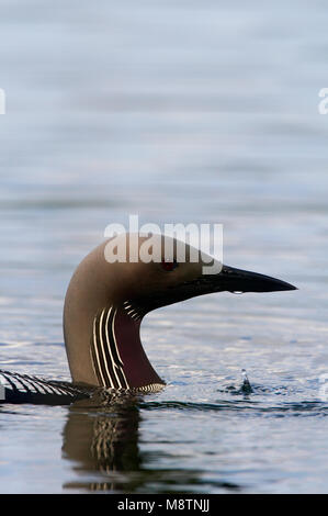 Parelduiker close-up in Wasser; Schwarz-throated Loon schließen - upin Wasser Stockfoto