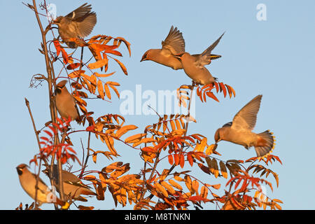 Pestvogel foeragerend op bessen; Bohemian Waxwing Nahrungssuche auf Beeren Stockfoto