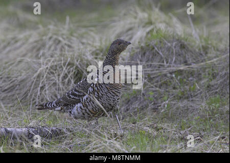 Auerhahn weiblichen Ständigen; Auerhoen staand Vrouw Stockfoto