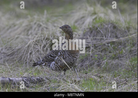 Auerhahn weiblichen Ständigen; Auerhoen staand Vrouw Stockfoto