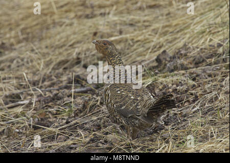 Auerhahn weiblichen Ständigen; Auerhoen staand Vrouw Stockfoto