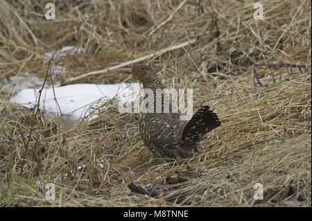 Auerhahn weiblichen Ständigen; Auerhoen staand Vrouw Stockfoto