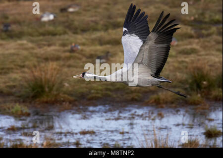 Kraanvogel vliegend; Kranich fliegen Stockfoto