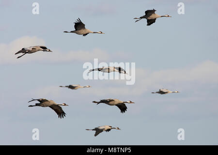 Kraanvogel groep Vliegend; Common Crane Group fliegen Stockfoto