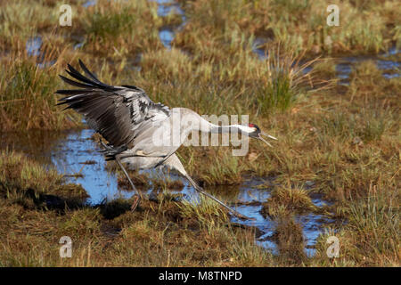 Kraanvogel vliegend; Kranich fliegen Stockfoto