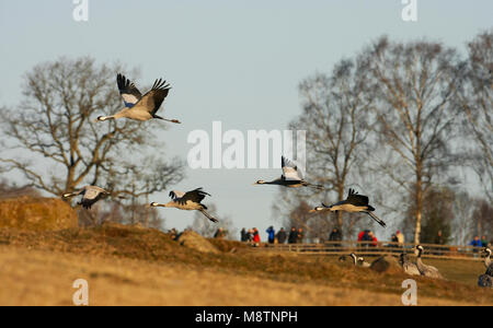 Kraanvogel vliegend; Kranich fliegen Stockfoto