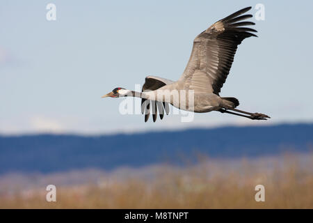 Kraanvogel vliegend; Kranich fliegen Stockfoto