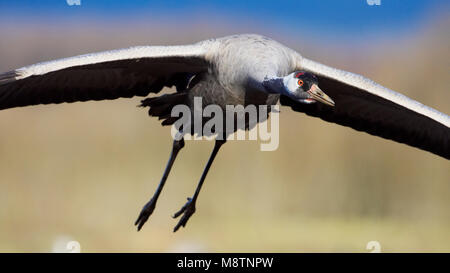 Kraanvogel vliegend; Kranich fliegen Stockfoto