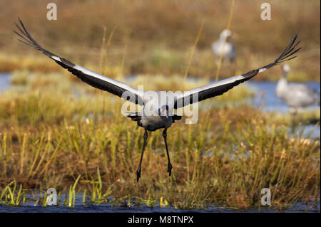 Kraanvogel vliegend; Kranich fliegen Stockfoto