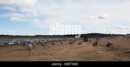 Kraanvogel foeragerend; Kranich Nahrungssuche Stockfoto